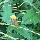 Common grass dart