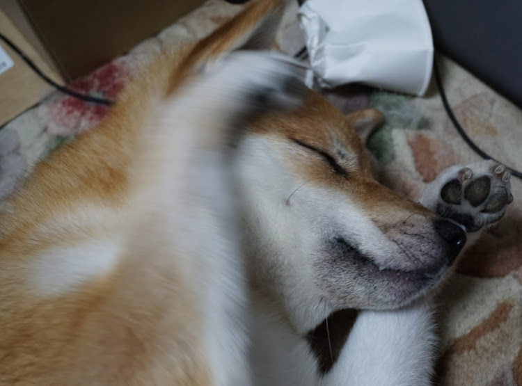 86の柴犬くうた・おまけ程度の86に関するカスタム事例の投稿画像10枚目