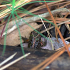 Cricket Frog