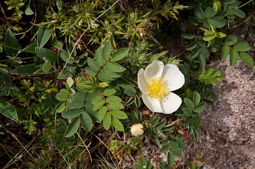 Rosa pimpinellifolia