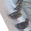 American black duck