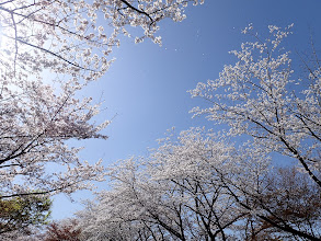 風で花びらが舞