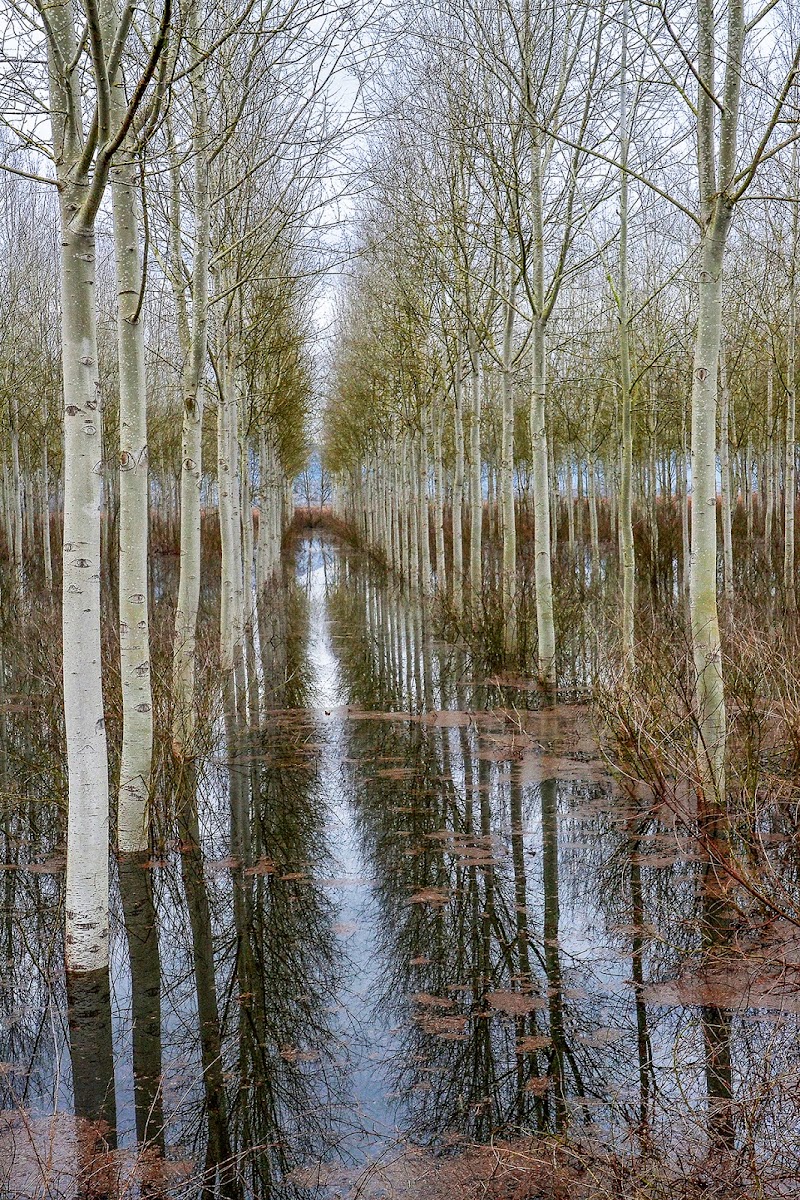 Lo specchio nel padule di marcopardiphoto