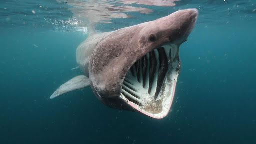 Basking Shark Live Wallpaper