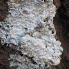 Wart Lichen