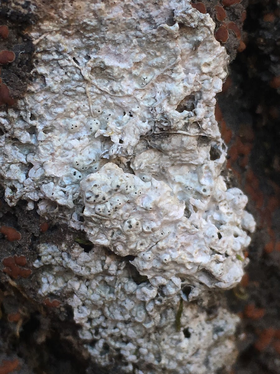 Wart Lichen