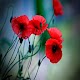 Download Red Poppy Flowers Wallpapers For PC Windows and Mac 1.0