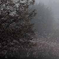 Nebbia sul fiume di 