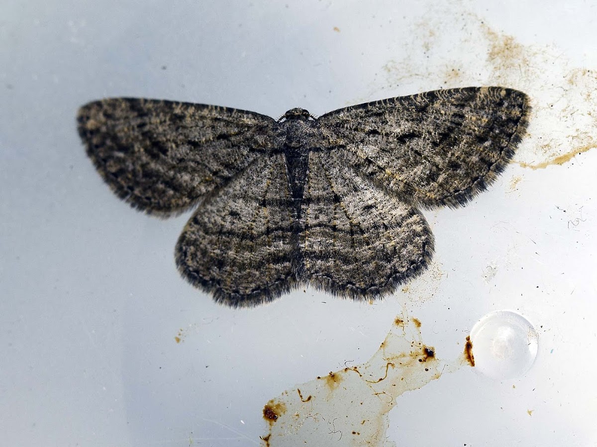 Bold-waved Bark Moth