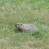 Woodchuck