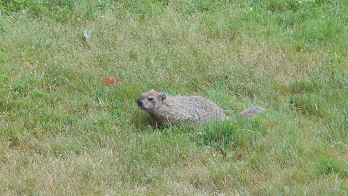 Woodchuck