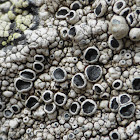 Tephromela Lichen