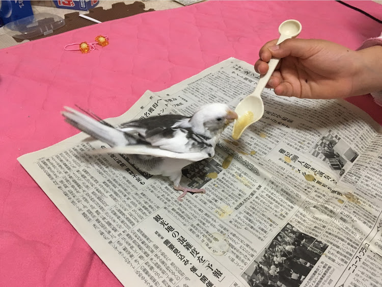 ハイエースの今年のスタッドレスタイヤは？・黒バンパー愛好会・ちょっと快適になりました・DIYに関するカスタム事例の投稿画像5枚目