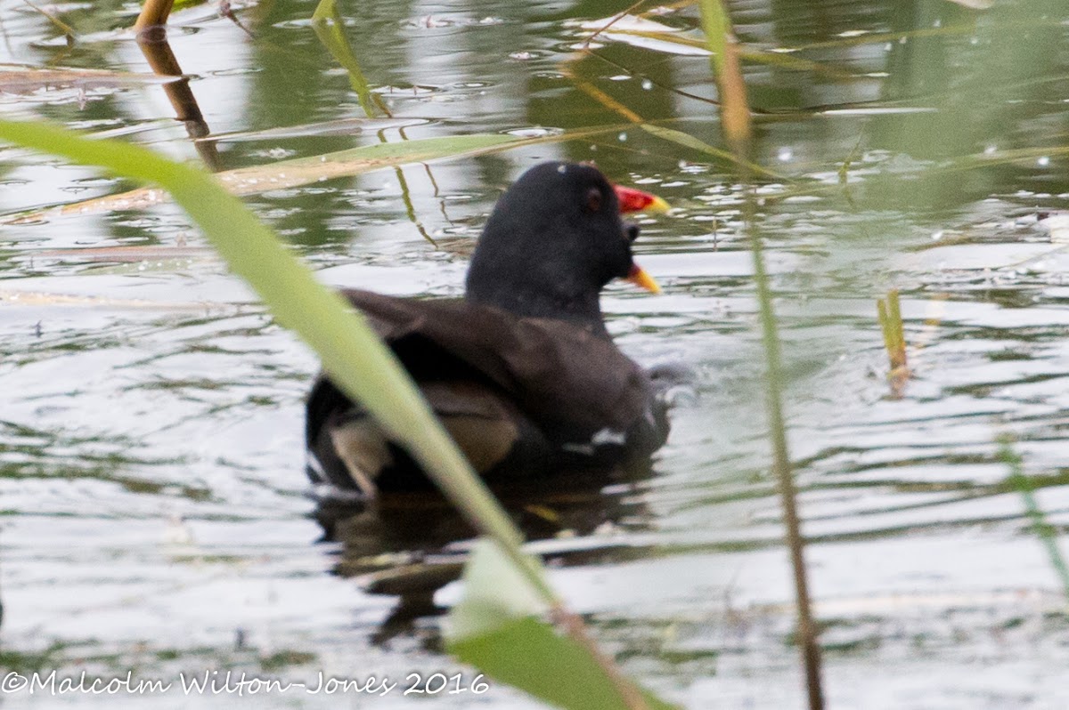 Moorhen