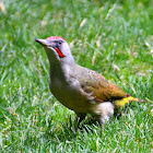 European green woodpecker; Pito real