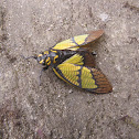 Sulphur Cicada