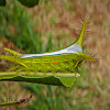 Cup Moth Caterpillar