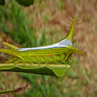 Cup Moth Caterpillar