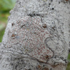 Comma Lichen