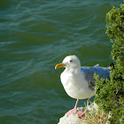 Herring Gull