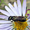 Cuckoo Wasp