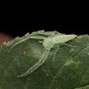 Green Crab Spider