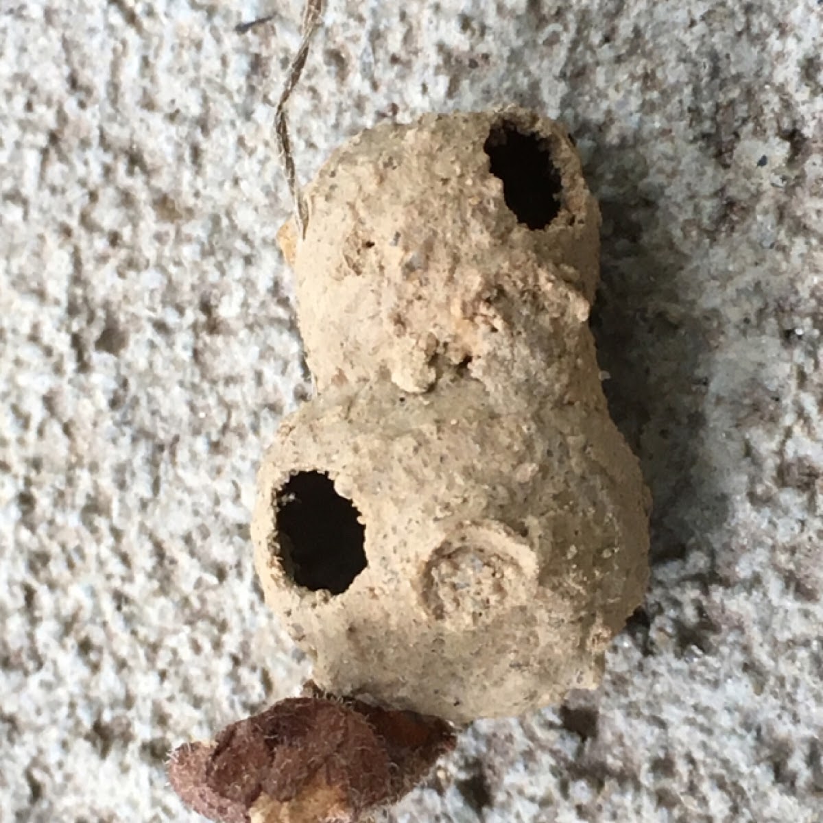 Mud dauber nest