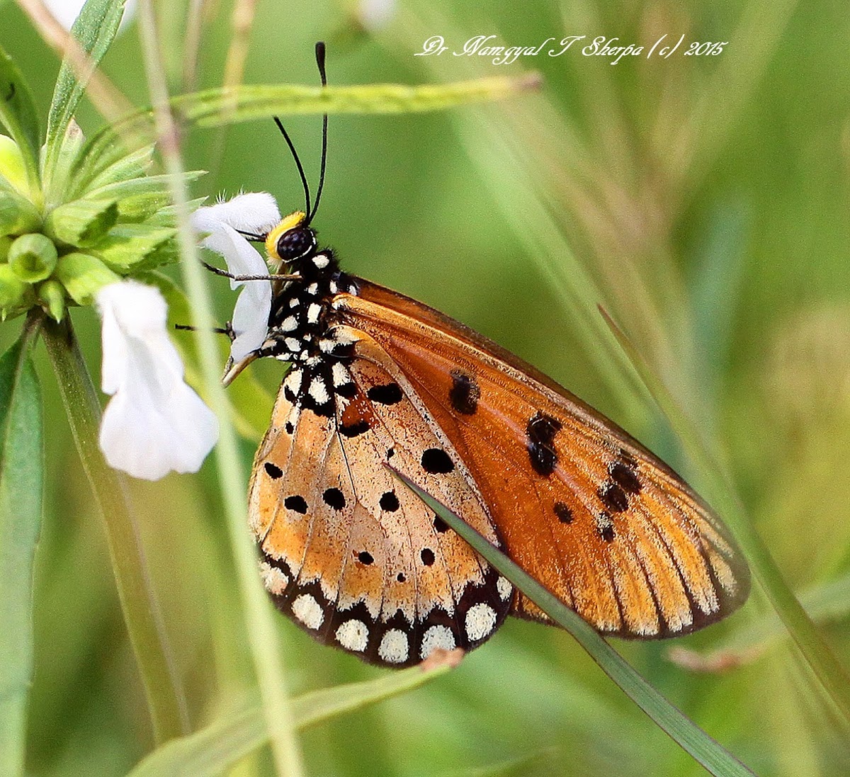 Tawny Coster