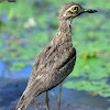 Water Thick-knee