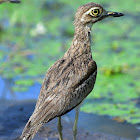 Water Thick-knee