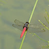 Red-faced Skimmer