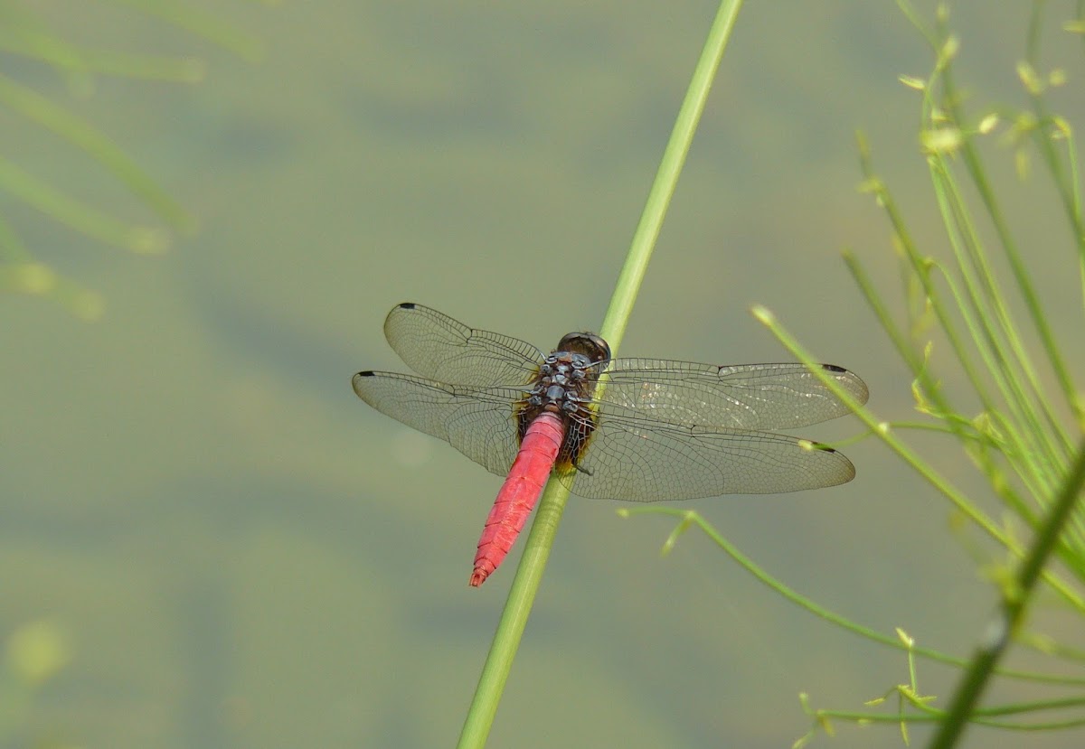 Red-faced Skimmer