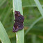 Sickle-winged Skipper