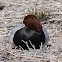 Pochard; Porrón Común