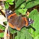 Red Admiral