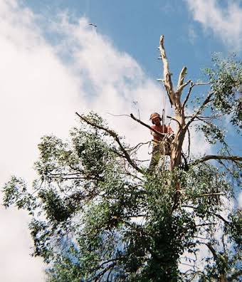 Tree Surgery album cover