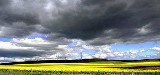 A canola field in full bloom in the Overberg.