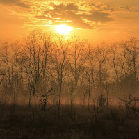 Parco regionale "La Mandria" di 