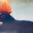 Crested Wood Partridge