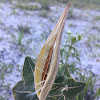 Sandhill Milkweed