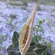 Sandhill Milkweed