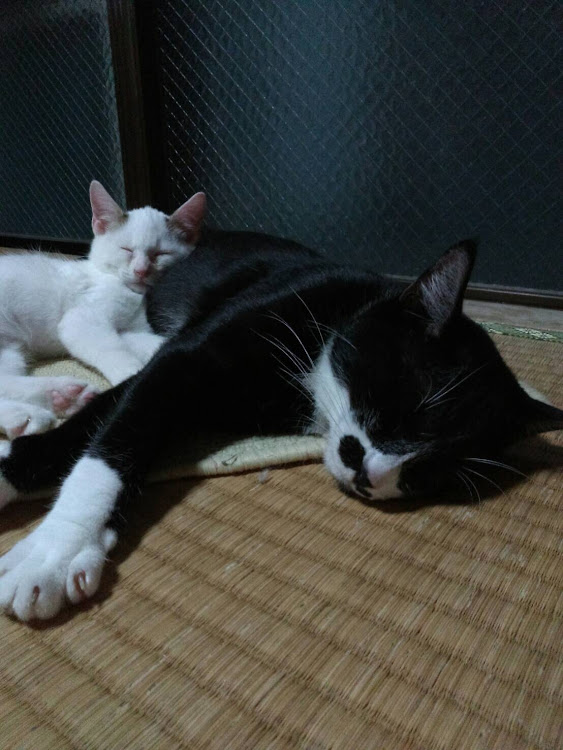 はっしぇっさんが投稿したねこ🐈に関するカスタム事例の投稿画像2枚目