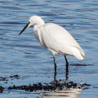 Little Egret