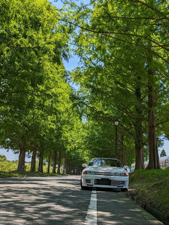 スカイライン GT-Rの新緑ドライブ・32好きすぎる件・朝カメ🐢活・メタセコイア並木・思い出作りに関するカスタム事例の投稿画像3枚目