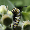 Monarch Larva