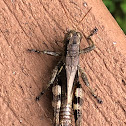 Grizzly Spur- Throat Grasshopper