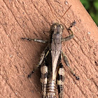 Grizzly Spur- Throat Grasshopper