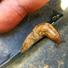 Gray Garden Slug