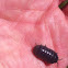 Pill bug