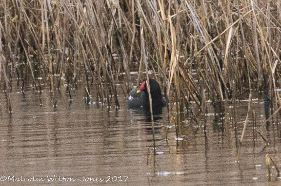 Moorhen